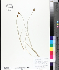 Carex hoodii image