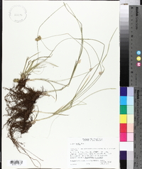 Carex hoodii image