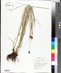 Carex hoodii image