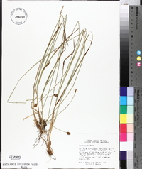 Carex hoodii image