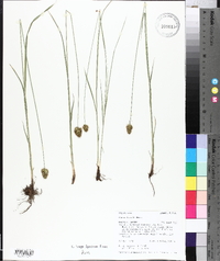 Carex hoodii image