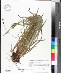 Carex hirtifolia image