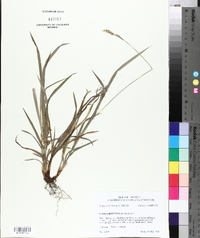 Carex hirtifolia image