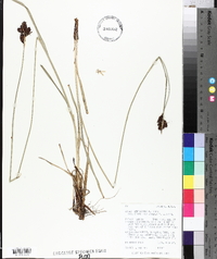 Carex atrata image