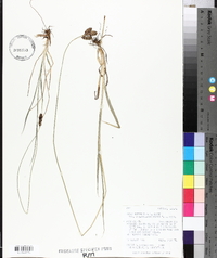 Carex chalciolepis image