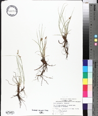 Carex inops subsp. heliophila image