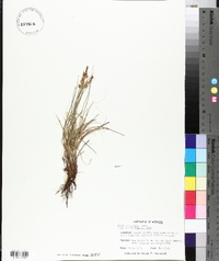 Carex inops subsp. heliophila image