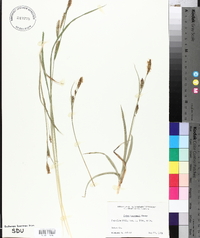 Carex haydenii image