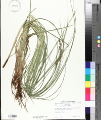 Carex haydenii image