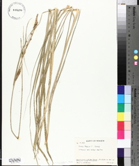 Carex haydenii image