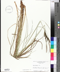 Carex haydenii image