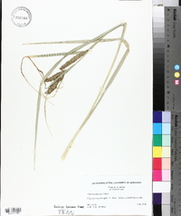 Carex hyalinolepis image