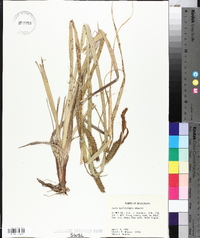 Carex hyalinolepis image