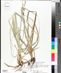 Carex hyalinolepis image