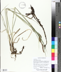 Carex hyalinolepis image