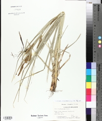 Carex hyalinolepis image