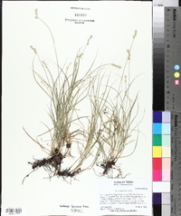 Carex hyalina image