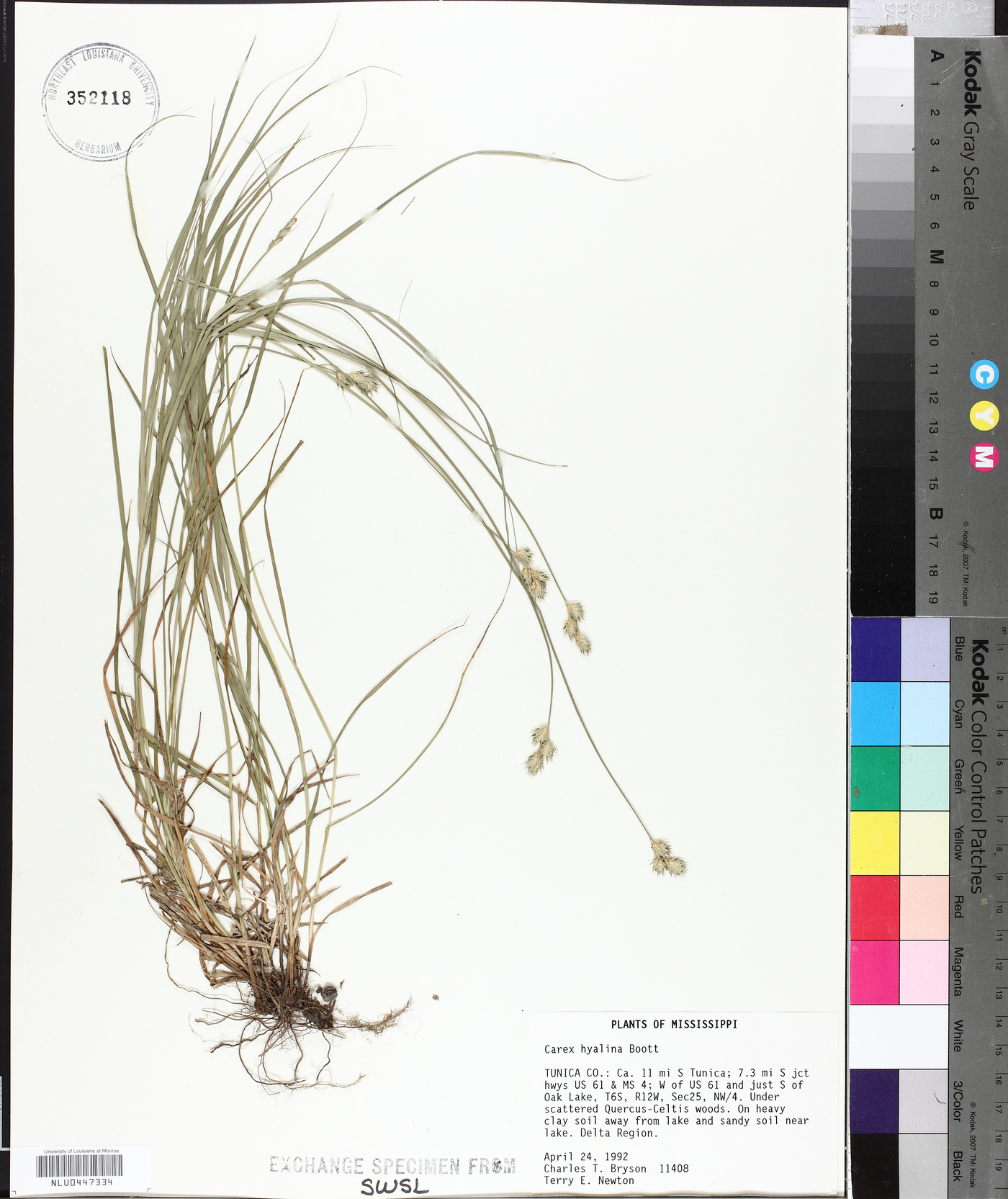 Carex hyalina image