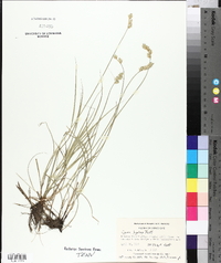 Carex hyalina image