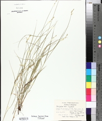 Carex hyalina image