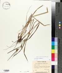 Carex grisea image