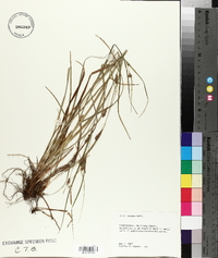 Carex grisea image