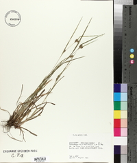 Carex grisea image