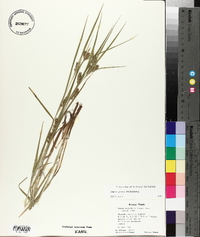 Carex grisea image