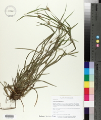 Carex grisea image