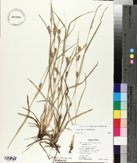 Carex grisea image