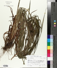 Carex grayi image