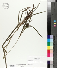 Carex grayi image