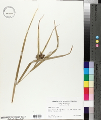 Carex grayi image