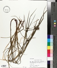 Carex grayi image