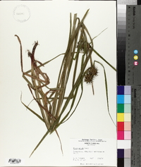 Carex grayi image