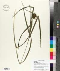 Carex grayi image