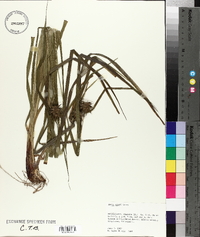 Carex grayi image