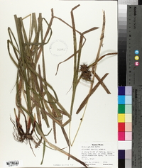 Carex grayi image