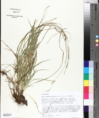 Carex impressinervia image