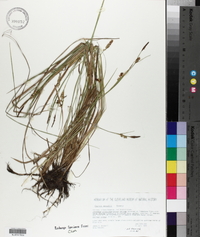 Carex meadii image