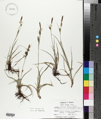 Carex meadii image