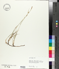 Carex meadii image