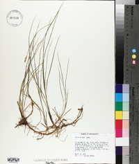 Carex meadii image