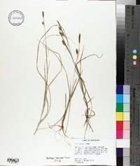 Carex meadii image