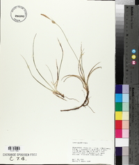 Carex meadii image