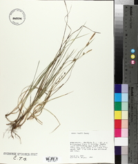 Carex meadii image