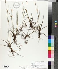 Carex meadii image