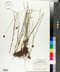 Carex mariposana image