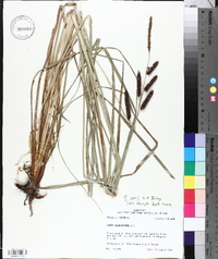 Carex joorii image