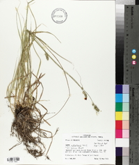 Carex muehlenbergii var. enervis image